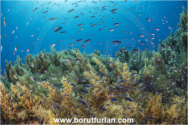 Island Lastovo, Croatia, Adriatic sea, Mediterranean sea, Reef, Sargassum hornschuchii, Sargassum, Sargassaceae, Wire weed, Strangle weed, Algae, Chromis chromis, Chromis, Pomacentridae, Mediterranean damselfish, Damselfish, Fish, Fish school, Juvenile