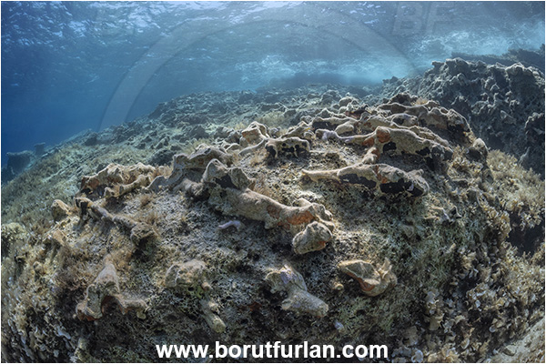 Island Lastovo, Croatia, Adriatic sea, Mediterranean sea, Reef, Rocks, Petrified branches, Petrified trees