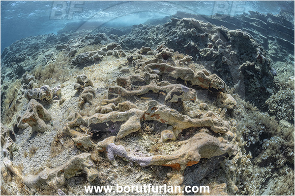 Island Lastovo, Croatia, Adriatic sea, Mediterranean sea, Reef, Rocks, Petrified branches, Petrified trees