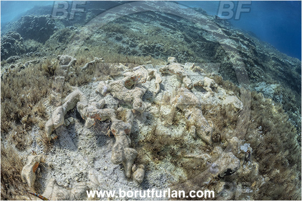 Island Lastovo, Croatia, Adriatic sea, Mediterranean sea, Reef, Rocks, Petrified branches, Petrified trees