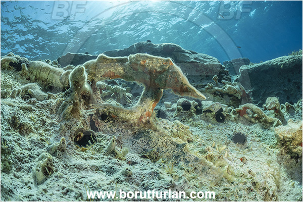 Island Lastovo, Croatia, Adriatic sea, Mediterranean sea, Reef, Rocks, Petrified branches, Petrified trees