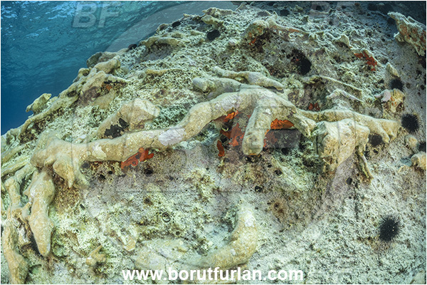 Island Lastovo, Croatia, Adriatic sea, Mediterranean sea, Reef, Rocks, Petrified branches, Petrified trees
