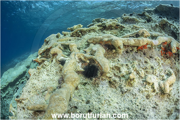 Island Lastovo, Croatia, Adriatic sea, Mediterranean sea, Reef, Rocks, Petrified branches, Petrified trees