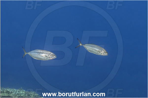Island Lastovo, Croatia, Adriatic sea, Mediterranean sea, Caranx crysos, Caranx, Carangidae, Blue runner, Jack, Fish