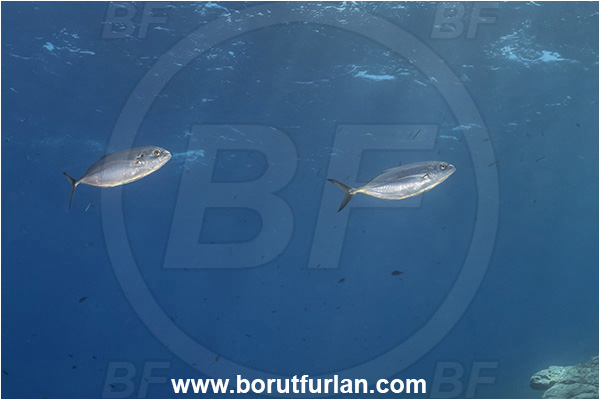 Island Lastovo, Croatia, Adriatic sea, Mediterranean sea, Caranx crysos, Caranx, Carangidae, Blue runner, Jack, Fish