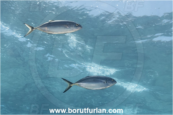 Island Lastovo, Croatia, Adriatic sea, Mediterranean sea, Caranx crysos, Caranx, Carangidae, Blue runner, Jack, Fish