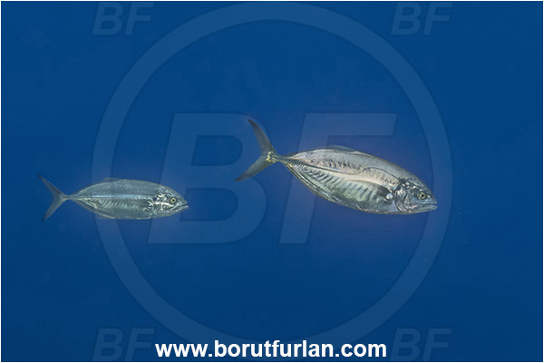 Island Lastovo, Croatia, Adriatic sea, Mediterranean sea, Caranx crysos, Caranx, Carangidae, Blue runner, Jack, Fish