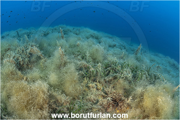 Island Korcula, Croatia, Adriatic sea, Mediterranean sea, Reef, Posidonia oceanica, Posidonia, Posidoniaceae, Seagrass, Seagrass meadow, Algae over seagrass