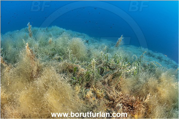 Island Korcula, Croatia, Adriatic sea, Mediterranean sea, Reef, Posidonia oceanica, Posidonia, Posidoniaceae, Seagrass, Seagrass meadow, Algae over seagrass