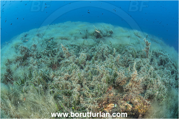 Island Korcula, Croatia, Adriatic sea, Mediterranean sea, Reef, Posidonia oceanica, Posidonia, Posidoniaceae, Seagrass, Seagrass meadow, Algae over seagrass
