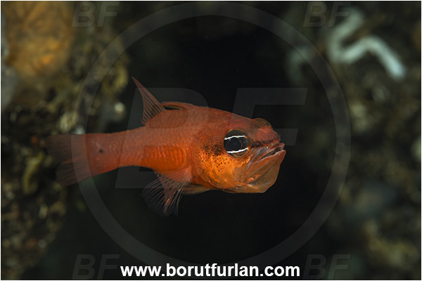 Island Korcula, Croatia, Adriatic sea, Mediterranean sea, Apogon imberbis, Apogon, Apogonidae, Mediterranean cardinalfish, Cardinalfish, Fish, Male, Eggs in mouth
