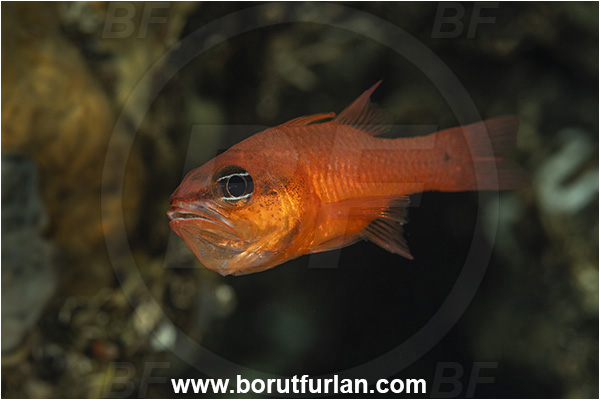 Island Korcula, Croatia, Adriatic sea, Mediterranean sea, Apogon imberbis, Apogon, Apogonidae, Mediterranean cardinalfish, Cardinalfish, Fish, Male, Eggs in mouth