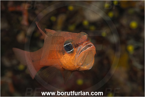 Island Korcula, Croatia, Adriatic sea, Mediterranean sea, Apogon imberbis, Apogon, Apogonidae, Mediterranean cardinalfish, Cardinalfish, Fish, Male, Eggs in mouth