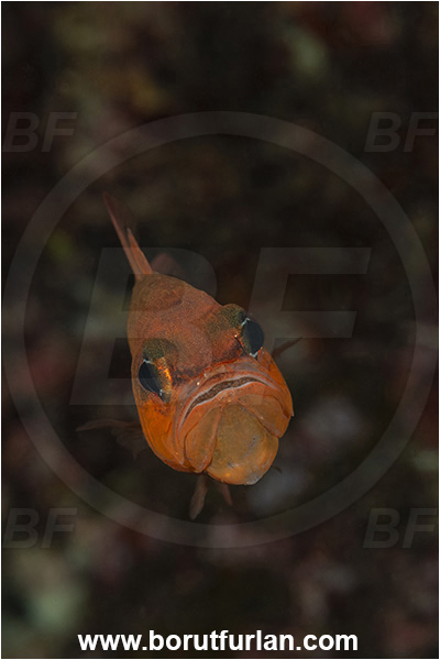 Island Korcula, Croatia, Adriatic sea, Mediterranean sea, Apogon imberbis, Apogon, Apogonidae, Mediterranean cardinalfish, Cardinalfish, Fish, Male, Eggs in mouth