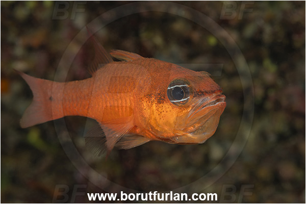 Island Korcula, Croatia, Adriatic sea, Mediterranean sea, Apogon imberbis, Apogon, Apogonidae, Mediterranean cardinalfish, Cardinalfish, Fish, Male, Eggs in mouth