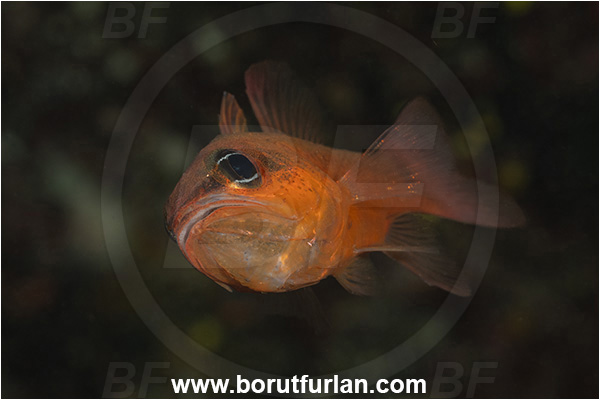 Island Korcula, Croatia, Adriatic sea, Mediterranean sea, Apogon imberbis, Apogon, Apogonidae, Mediterranean cardinalfish, Cardinalfish, Fish, Male, Eggs in mouth