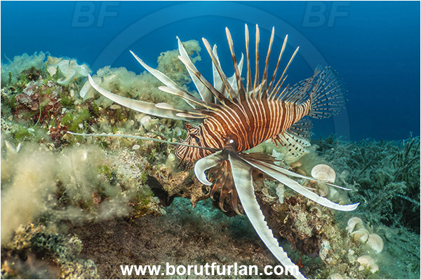 Island Korcula, Croatia, Adriatic sea, Mediterranean sea, Reef, Pterois miles, Pterois, Scorpaenidae, Devil Firefish, Lionfish, Fish