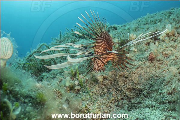 Island Korcula, Croatia, Adriatic sea, Mediterranean sea, Reef, Pterois miles, Pterois, Scorpaenidae, Devil Firefish, Lionfish, Fish