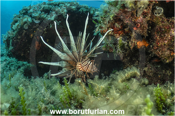 Island Korcula, Croatia, Adriatic sea, Mediterranean sea, Reef, Pterois miles, Pterois, Scorpaenidae, Devil Firefish, Lionfish, Fish