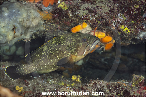 Island Korcula, Croatia, Adriatic sea, Mediterranean sea, Epinephelus marginatus, Epinephelus, Serranidae, Dusky grouper, Grouper, Fish, Juvenile