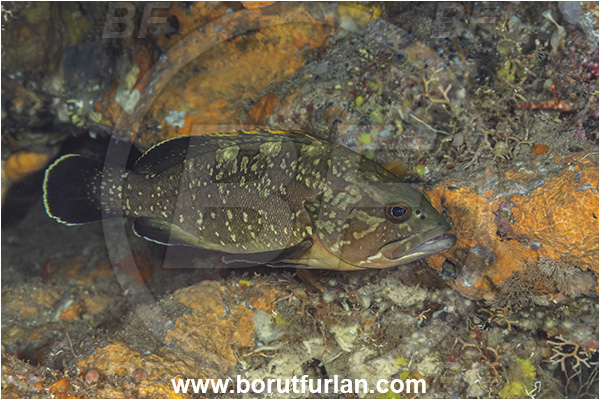 Island Korcula, Croatia, Adriatic sea, Mediterranean sea, Epinephelus marginatus, Epinephelus, Serranidae, Dusky grouper, Grouper, Fish, Juvenile