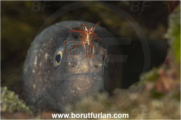 Island Korcula, Croatia, Adriatic sea, Mediterranean sea, Muraena helena, Muraena, Muraenidae, Mediterranean moray, Moray, Fish, Portrait, Lysmata seticaudata, Lysmata, Lysmatidae, Decapoda, Mediterranean Cleaner Shrimp, Shrimp, Crustacea, Crustacean, Cleaning