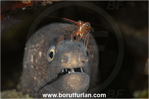 Island Korcula, Croatia, Adriatic sea, Mediterranean sea, Muraena helena, Muraena, Muraenidae, Mediterranean moray, Moray, Fish, Portrait, Lysmata seticaudata, Lysmata, Lysmatidae, Decapoda, Mediterranean Cleaner Shrimp, Shrimp, Crustacea, Crustacean, Cleaning