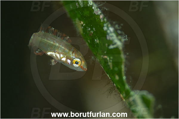 Island Korcula, Croatia, Adriatic sea, Mediterranean sea, Labridae, Wrasse, Fish, Juvenile, Unidentified