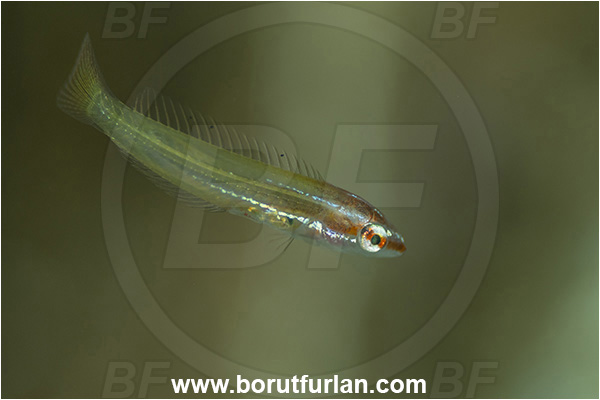 Island Korcula, Croatia, Adriatic sea, Mediterranean sea, Labridae, Wrasse, Fish, Juvenile, Unidentified