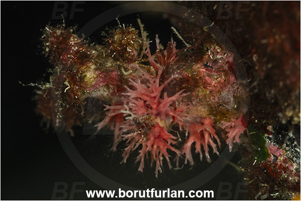 Island Korcula, Croatia, Adriatic sea, Mediterranean sea, Miniacina miniacea, Miniacina, Homotrematidae, Globothalamea, Foraminifera, Red foraminiferan, Pink miniacina, Foraminiferan