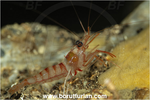 Island Korcula, Croatia, Adriatic sea, Mediterranean sea, Lysmata seticaudata, Lysmata, Lysmatidae, Decapoda, Mediterranean Cleaner Shrimp, Shrimp, Crustacea, Crustacean