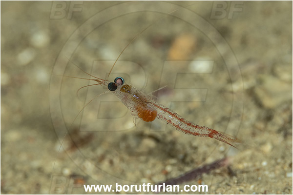 Island Korcula, Croatia, Adriatic sea, Mediterranean sea, Hemimysis anomala, Hemimysis, Mysidae, Malacostraca, Miside shrimp, Crustacea, Crustacean, Bloody red shrimp