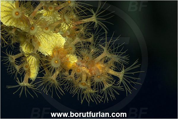 Island Korcula, Croatia, Adriatic sea, Mediterranean sea, Parazoanthus axinellae, Parazoanthus, Parazoanthidae, Yellow cluster anemone, Anemone, Anthozoa, Cnidaria, Cnidarian