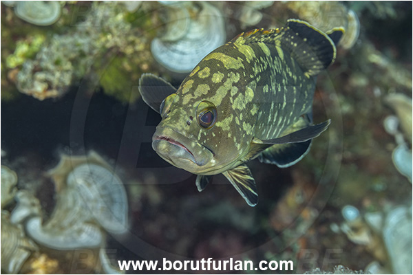 Island Korcula, Croatia, Adriatic sea, Mediterranean sea, Epinephelus marginatus, Epinephelus, Serranidae, Dusky grouper, Grouper, Fish, Juvenile