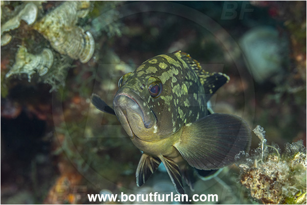 Island Korcula, Croatia, Adriatic sea, Mediterranean sea, Epinephelus marginatus, Epinephelus, Serranidae, Dusky grouper, Grouper, Fish, Juvenile, Portrait