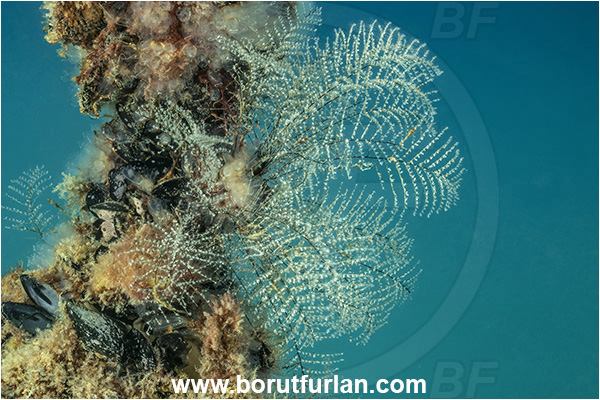 Secovlje, Slovenia, Adriatic sea, Mediterranean sea, Halopteris sp., Halopteris, Halopterididae, Hydrozoa, Cnidaria, Cnidarian, Hydroid