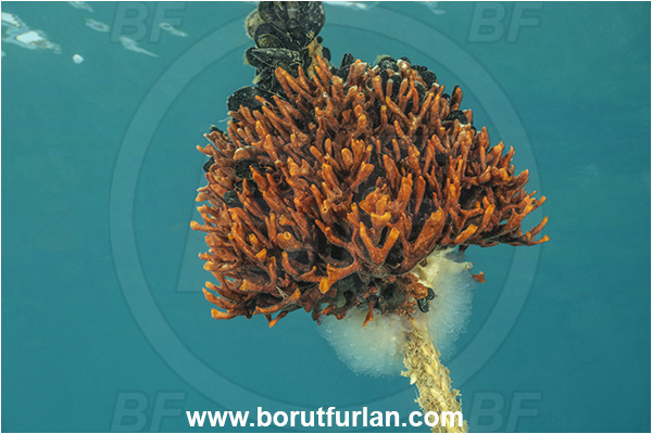 Secovlje, Slovenia, Adriatic sea, Mediterranean sea, Schizobrachiella sanguinea, Schizobrachiella, Schizoporellidae, Red encrusting bryozoan, Bryozoa, Bryozoan