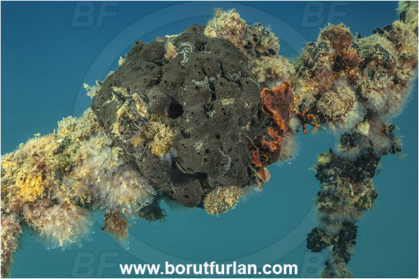Secovlje, Slovenia, Adriatic sea, Mediterranean sea, Spongia (Spongia) officinalis, Spongia (Spongia), Spongiidae, Bath sponge, Sponge, Porifera, Rope