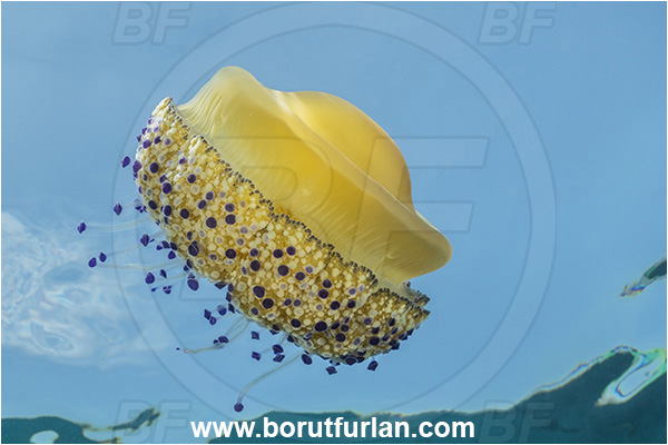 Secovlje, Slovenia, Adriatic sea, Mediterranean sea, Cotylorhiza tuberculata, Cotylorhiza, Cepheidae, Scyphozoa, Cnidaria, Cnidarian, Fried egg jellyfish, Jellyfish