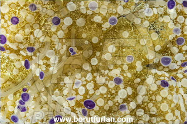 Secovlje, Slovenia, Adriatic sea, Mediterranean sea, Cotylorhiza tuberculata, Cotylorhiza, Cepheidae, Scyphozoa, Cnidaria, Cnidarian, Fried egg jellyfish, Jellyfish, abstract