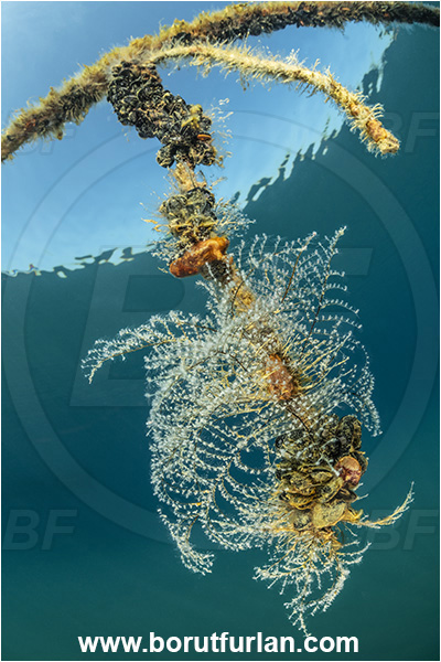 Secovlje, Slovenia, Adriatic sea, Mediterranean sea, Halopteris sp., Halopteris, Halopterididae, Hydrozoa, Cnidaria, Cnidarian, Hydroid