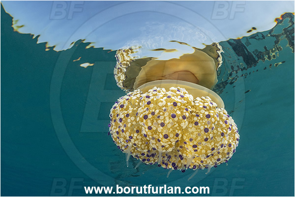 Secovlje, Slovenia, Adriatic sea, Mediterranean sea, Cotylorhiza tuberculata, Cotylorhiza, Cepheidae, Scyphozoa, Cnidaria, Cnidarian, Fried egg jellyfish, Jellyfish
