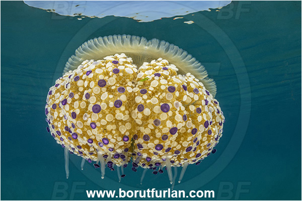 Secovlje, Slovenia, Adriatic sea, Mediterranean sea, Cotylorhiza tuberculata, Cotylorhiza, Cepheidae, Scyphozoa, Cnidaria, Cnidarian, Fried egg jellyfish, Jellyfish