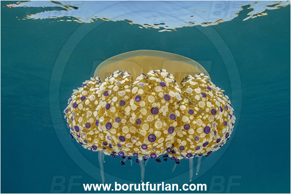 Secovlje, Slovenia, Adriatic sea, Mediterranean sea, Cotylorhiza tuberculata, Cotylorhiza, Cepheidae, Scyphozoa, Cnidaria, Cnidarian, Fried egg jellyfish, Jellyfish