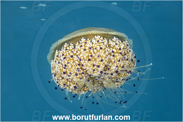Secovlje, Slovenia, Adriatic sea, Mediterranean sea, Cotylorhiza tuberculata, Cotylorhiza, Cepheidae, Scyphozoa, Cnidaria, Cnidarian, Fried egg jellyfish, Jellyfish