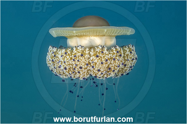 Secovlje, Slovenia, Adriatic sea, Mediterranean sea, Cotylorhiza tuberculata, Cotylorhiza, Cepheidae, Scyphozoa, Cnidaria, Cnidarian, Fried egg jellyfish, Jellyfish