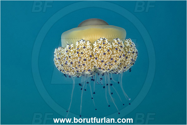 Secovlje, Slovenia, Adriatic sea, Mediterranean sea, Cotylorhiza tuberculata, Cotylorhiza, Cepheidae, Scyphozoa, Cnidaria, Cnidarian, Fried egg jellyfish, Jellyfish