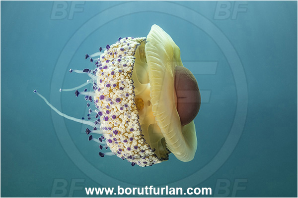 Secovlje, Slovenia, Adriatic sea, Mediterranean sea, Cotylorhiza tuberculata, Cotylorhiza, Cepheidae, Scyphozoa, Cnidaria, Cnidarian, Fried egg jellyfish, Jellyfish