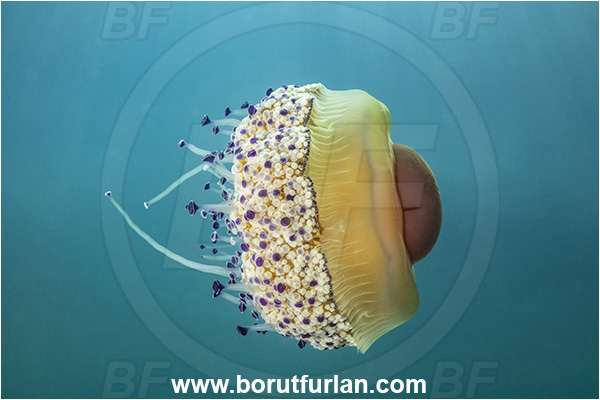 Secovlje, Slovenia, Adriatic sea, Mediterranean sea, Cotylorhiza tuberculata, Cotylorhiza, Cepheidae, Scyphozoa, Cnidaria, Cnidarian, Fried egg jellyfish, Jellyfish