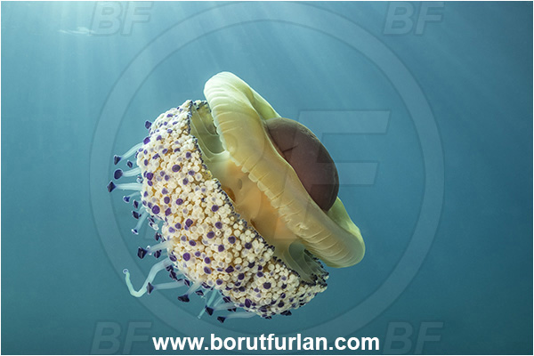 Secovlje, Slovenia, Adriatic sea, Mediterranean sea, Cotylorhiza tuberculata, Cotylorhiza, Cepheidae, Scyphozoa, Cnidaria, Cnidarian, Fried egg jellyfish, Jellyfish